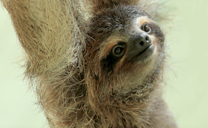 sloth, animal